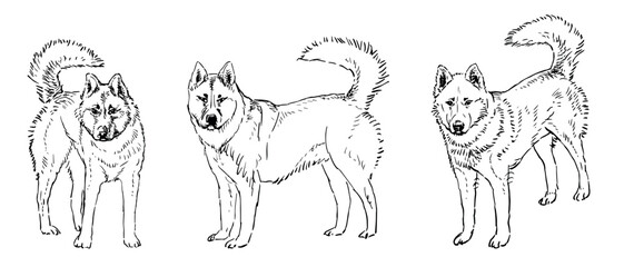 Contour hand drawings of guard dogs standing and looking, realistic vector illustration