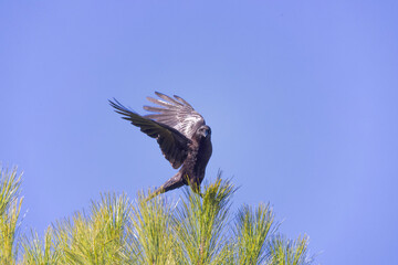 The American crow (Corvus brachyrhynchos) in flight. 