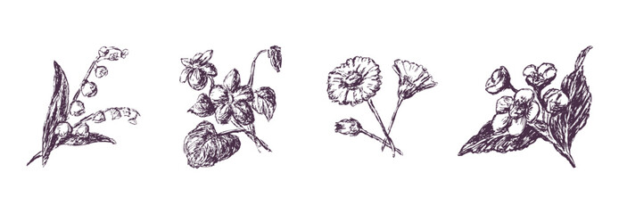 Sketches of various wildflowers, lilies of the valley, daisies, violets, hand drawn vector illustration