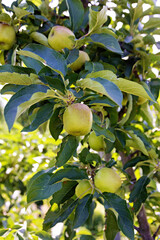 Pear tree with fruits in summer on a professional fruit plantation in Germany, close-up