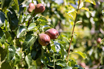 Pear tree with fruits in summer on a professional fruit plantation in Germany, close-up
