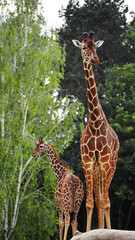 Majestic Giraffes in a Lush Natural Setting © Jrmy