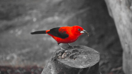 Crimson Brilliance – The Precision of a Winged Hunter