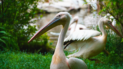 Great White Pelican in Natural Habitat