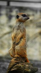 Fototapeta premium Meerkat Desert Sentinel – The Tireless Watcher