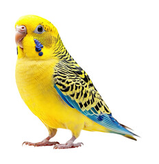 Colorful Budgerigar Bird Bright Isolated