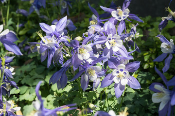 Beautiful common columbine flowers.