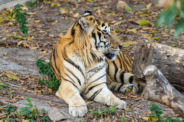 portrait of tigers in their natural habitat