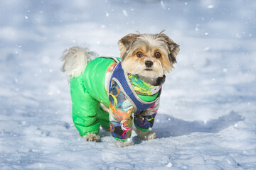 Maltese lapdog in winter in the park.
