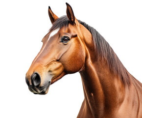 Naklejka premium Majestic horse portrait in isolated on transparent background png