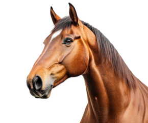 Majestic horse portrait in isolated on transparent background png