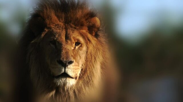 Lion looking at camera. 4K movie of a male lion enjoying the late afternoon sunshine on a breezy day. The wind blows his mane but he is struggling to keep his eyes open. Full property release for