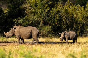 Fototapeta premium A southern white rhino cow, with her calf behind her in the Kruger national Park, South Africa