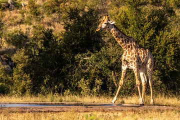 A southern Giraffe (Giraffa Camelopardalis) at a drinking hole in the Kruger National Park