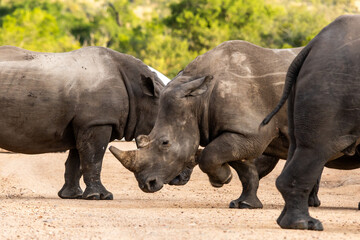Obraz premium A group of White Rhinoceros (Ceratotherium simum) walking in a dirt road in the Kruger National Park in South Africa,