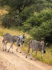 Three burchell’s zebras walking along the edge of a dirt road within the Kruger National Park in South Africa