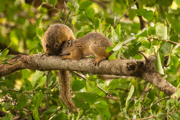 Two African bush squirrels in a tree in the Kruger National Park, grooming each other.