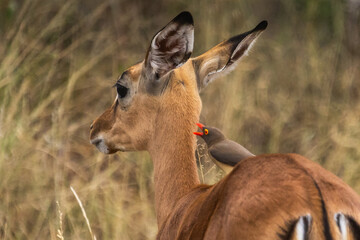 A red billed oxpecker sitting on a young Impala, with its beak opening, looking as if it is having a conversation with the curious antelope in the Kruger national Park.
