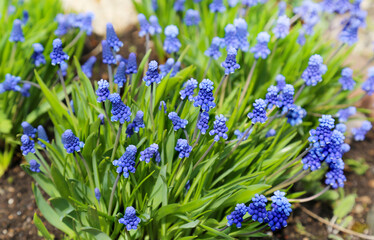 The flowers of the Armenian Muscari (Latin. Muscari armeniacum) is blue on a bright sunny day.  Flora plants flowers.
