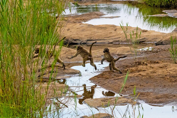 A group of young chacma baboons playing and jumping over a stream in the Kruger National Park