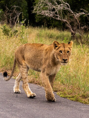 Lioness walking along the edge of a tarred road in the Kruger National Park, South Africa.