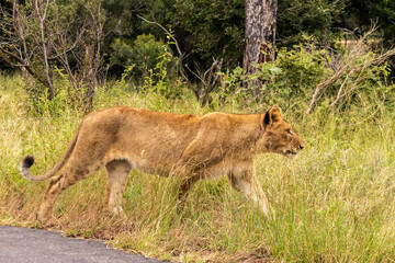 Lioness walking along the edge of a tarred road in the Kruger National Park, South Africa.