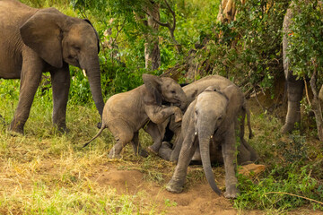 Fototapeta premium Three baby elephants (Loxodonta africana) playing
