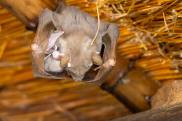 A Wahlberg's epauletted fruit bat, (Epomophorus wahlbergi) clutching her pup, while sleeping below a thatched in the Kruger National park.