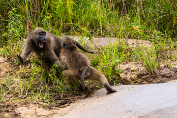 Two chacma baboons playing in the bed of the Sand river in Kruger National park