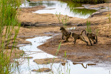 A group of young chacma baboons playing and chasing each other along the Sand River Riverbed in the Kruger National Park