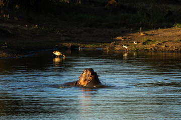 Fototapeta premium Young hippos (hippopotamus amphibius) play fighting as practice in a dam in the Kruger National Park of South Africa, in the golden light of the late afternoon,