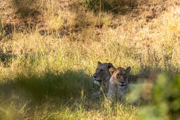 Two lionesses, laying in the shade in the wooded Savana of the Kruger National Park in South Africa.