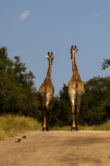 Back view of two giraffes walking away along a dirt road in the Kruger National Park in South Africa. © Marieke