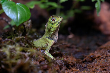 Baby forest dragon lizard inside a bush	