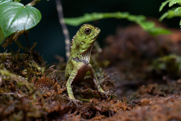 Baby forest dragon lizard inside a bush	