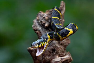 The gold-ringed cat snake in attacking position
