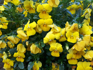 Fototapeta premium yellow flowers in the garden