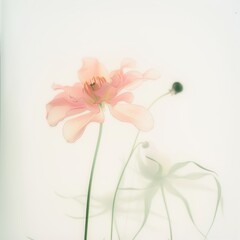 Fototapeta premium Delicate pink flower with soft shadows