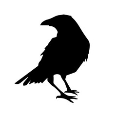 Black Silhouette of a Crow Turned Left, Symbolizing Halloween, Mystery, and Darkness, Featuring a Curved Beak and Feathered Tail, Representing the Ominous Nature of Dark Birds.