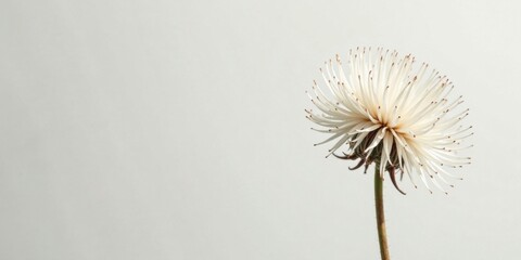 A Delicate White Flower on a Neutral Background, a Study in Simple Elegance and Natural Beauty