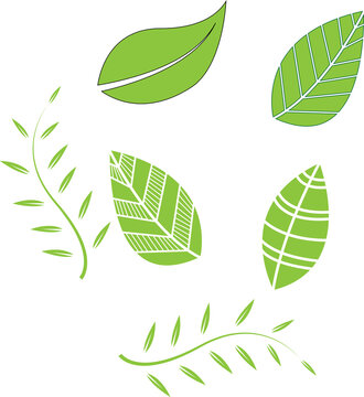 nice green  leaf photo or image