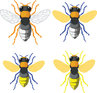 a nice bee fly photo or image