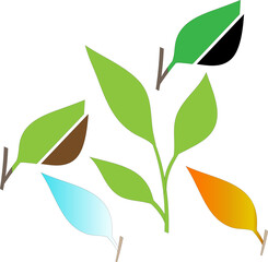 nice green  leaf photo or image