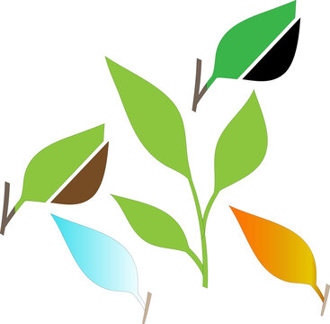 nice green  leaf photo or image