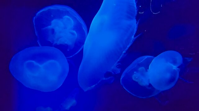 footage of beautiful jellyfish swimming in a tank at OdySea Aquarium in Scottsdale Arizona USA