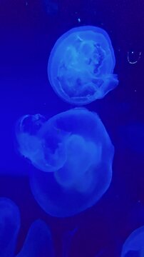 footage of beautiful jellyfish swimming in a tank at OdySea Aquarium in Scottsdale Arizona USA