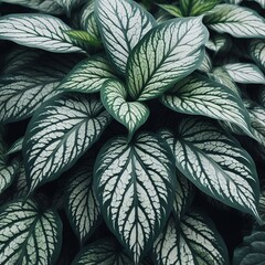 Variegated leaves with irregular patterns of green and white