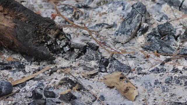 Panning sideward view of a charred wooden stick laying in ash.