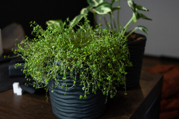 Thyme. Fragrant herbs. Aromatherapy. Invigorating tea collection. The harvest of medicinal herbs. Indoor Green Pot Plant on Shelf in Sun