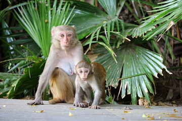 Wild Rhesus macaques in tropical forest park, mother monkey with a baby © Oleg